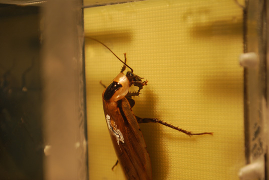 slideshow image